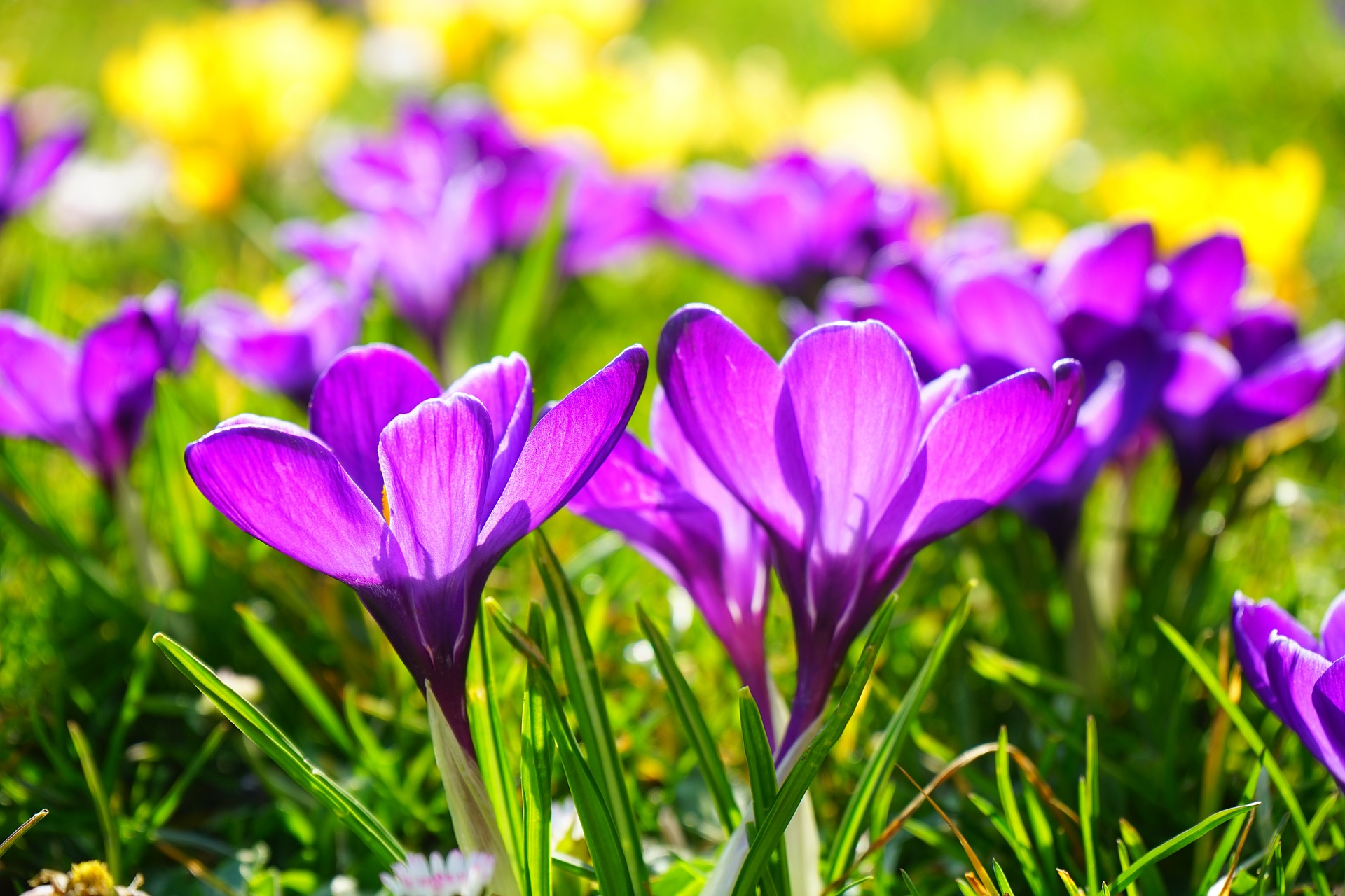 APRIL IS NATIONAL FACIAL PROTECTION MONTH